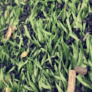 Meet your Posher, Esmeralda